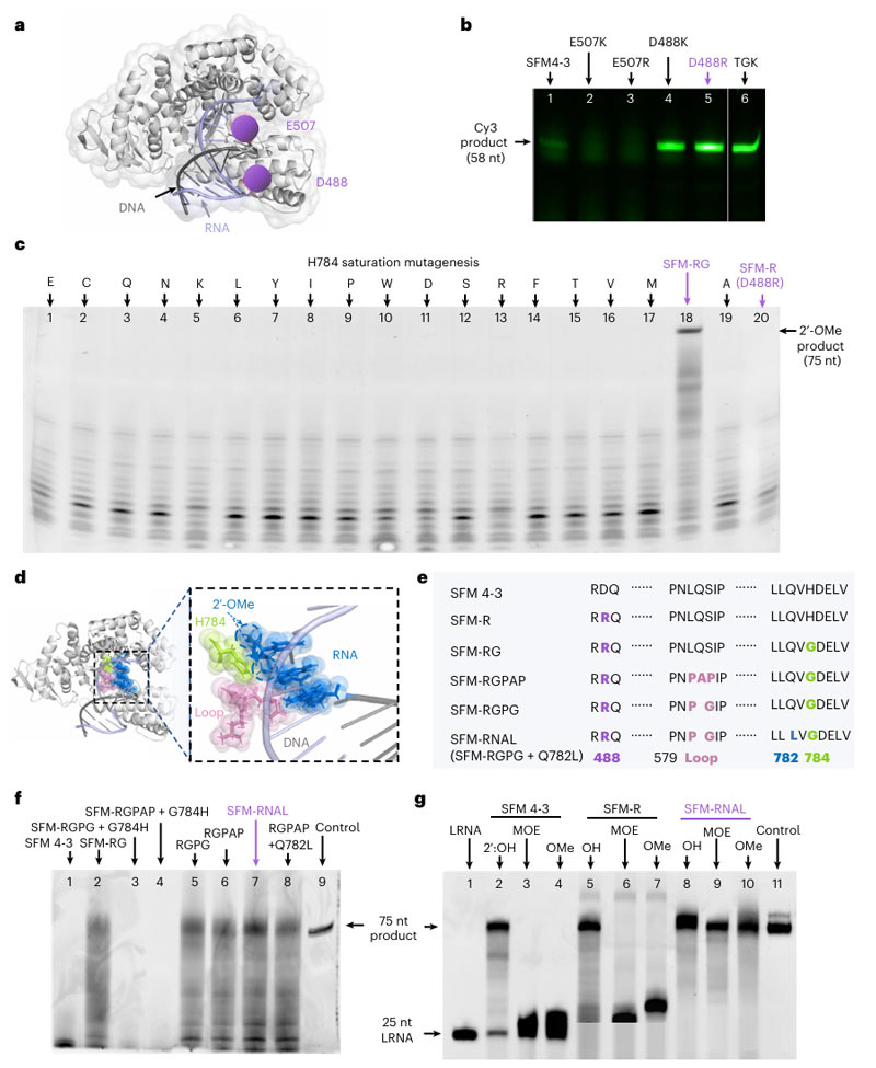 Semi-rational design of DNA polymerase for PORDVA technology