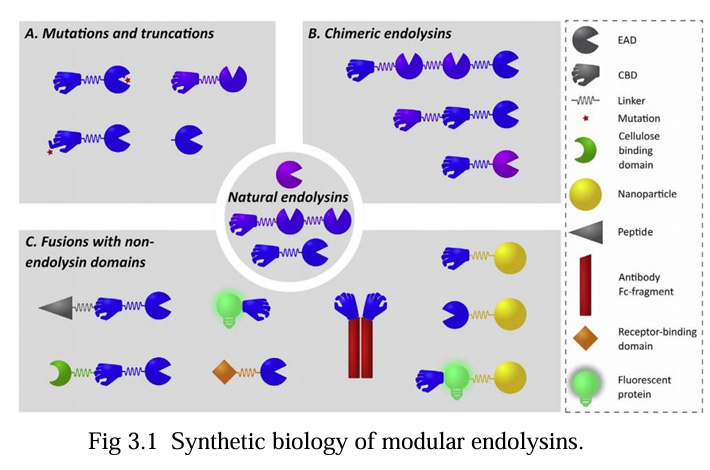 Synthetic biology of modular endolysins.