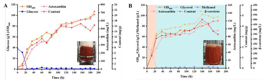 High density production of astaxanthin was achieved by continuous feed fermentation in a 5 L bioreactor