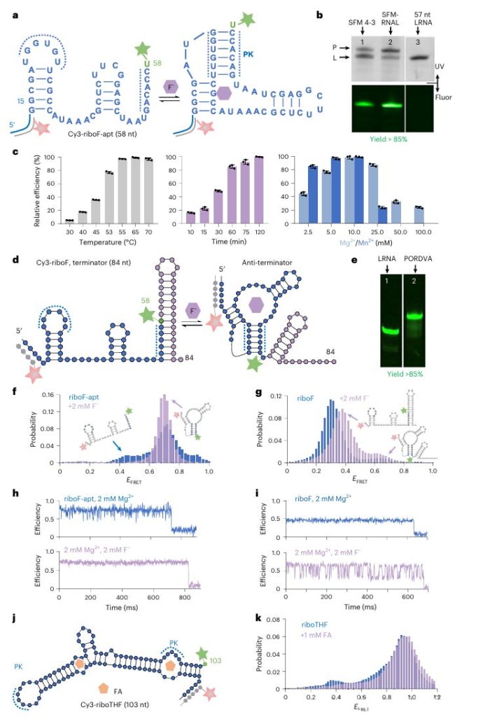 Application of PORdVa-generated RNA in smFRET