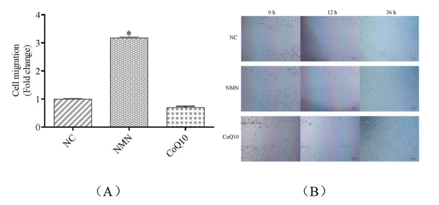 NAD+ tripled the ability of stem cells to migrate