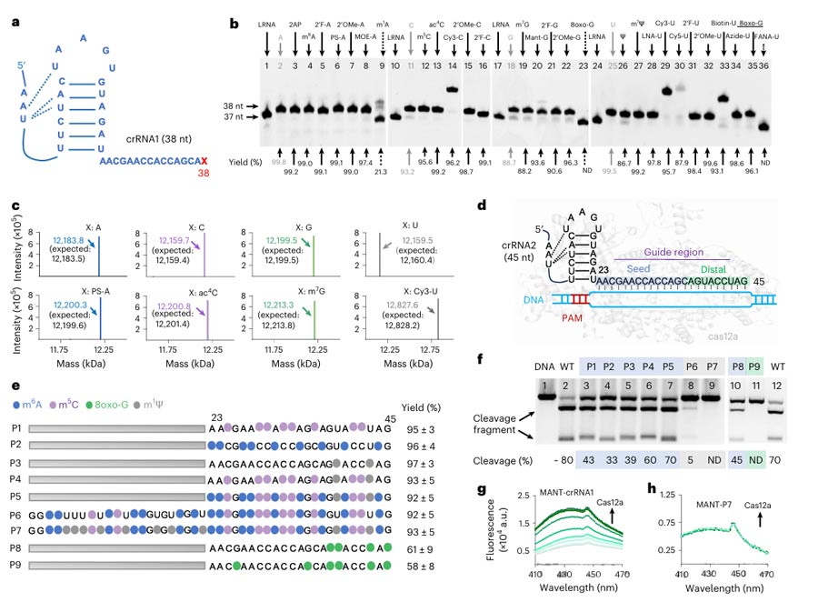 Application of PORDVA in multiple modification of crRNA