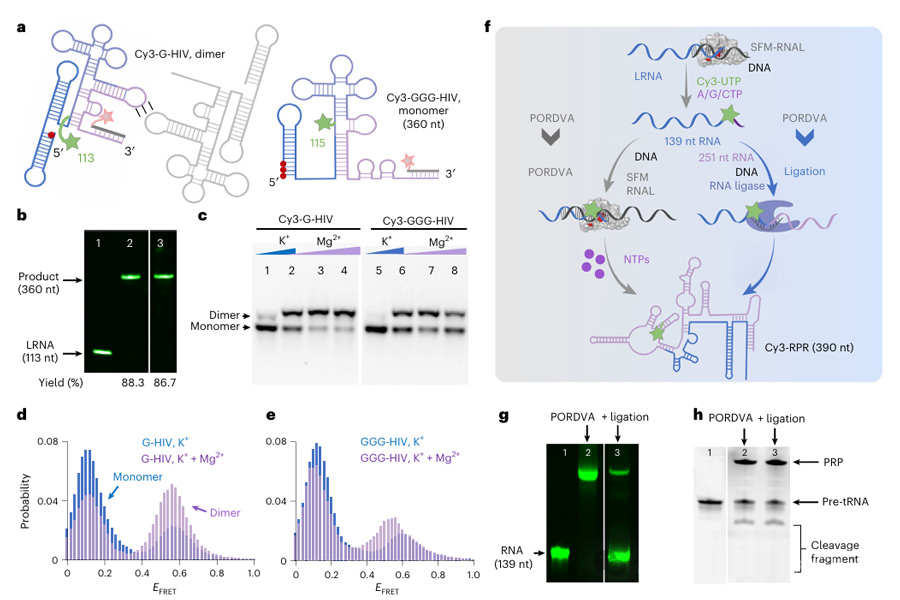 PORDVA fluorescent labeling of lncRNA