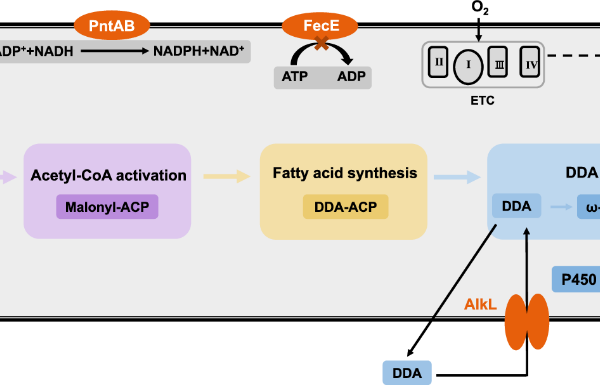 Synthesis pathway from glucose to nylon 12 monomer