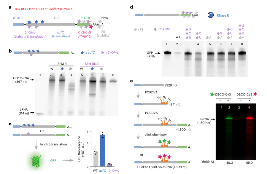 PORDVA performed location-specific labeling of 867nt and 1800nt mRNA