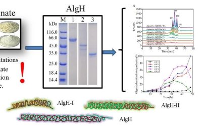 Characterization of novel bifunctional algin lyase and preparation of algin oligosaccharides