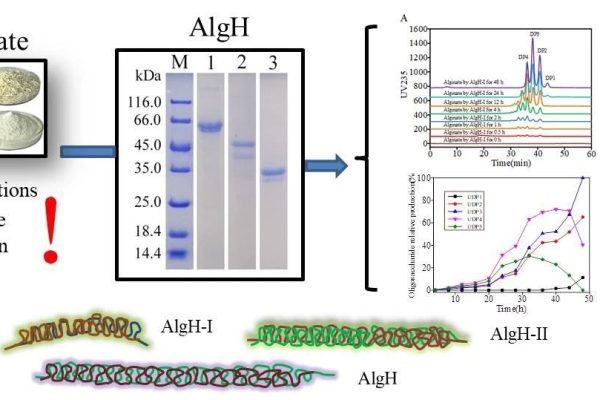 Characterization of novel bifunctional algin lyase and preparation of algin oligosaccharides