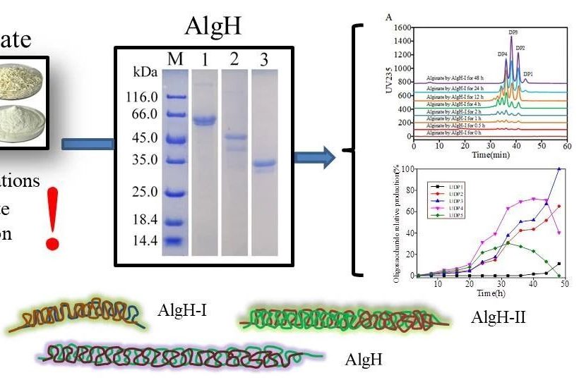 Characterization of novel bifunctional algin lyase and preparation of algin oligosaccharides