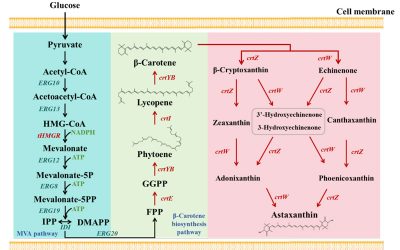 Astaxanthin biosynthesis pathway was constructed in Pichia pastoris