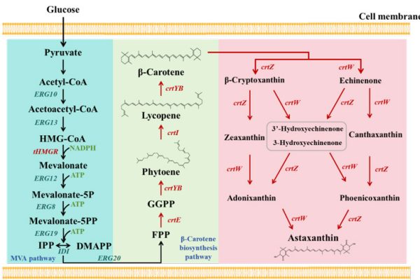 Astaxanthin biosynthesis pathway was constructed in Pichia pastoris