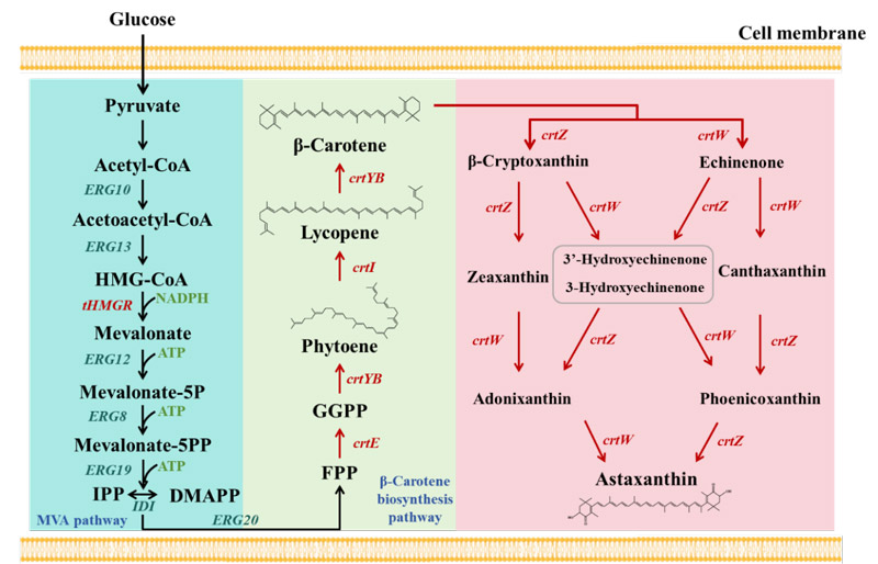 Astaxanthin biosynthesis pathway was constructed in Pichia pastoris