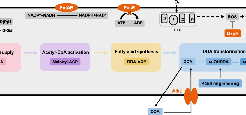 Synthesis pathway from glucose to nylon 12 monomer