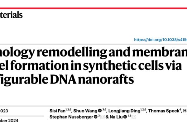 Morphology remodelling and membrane channel formation in synthetic cells via reconfigurable DNA nanorafts