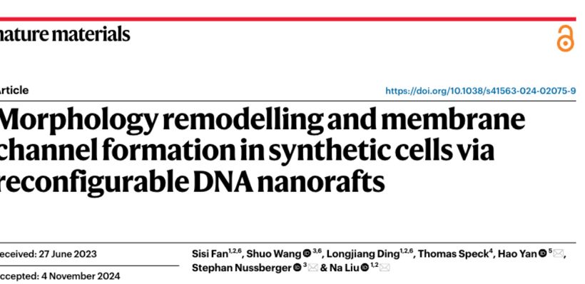 Morphology remodelling and membrane channel formation in synthetic cells via reconfigurable DNA nanorafts