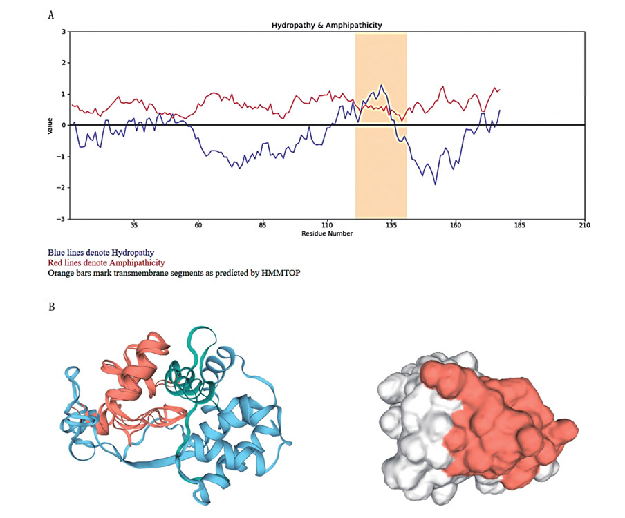 Classification and analysis of EC4 enzyme