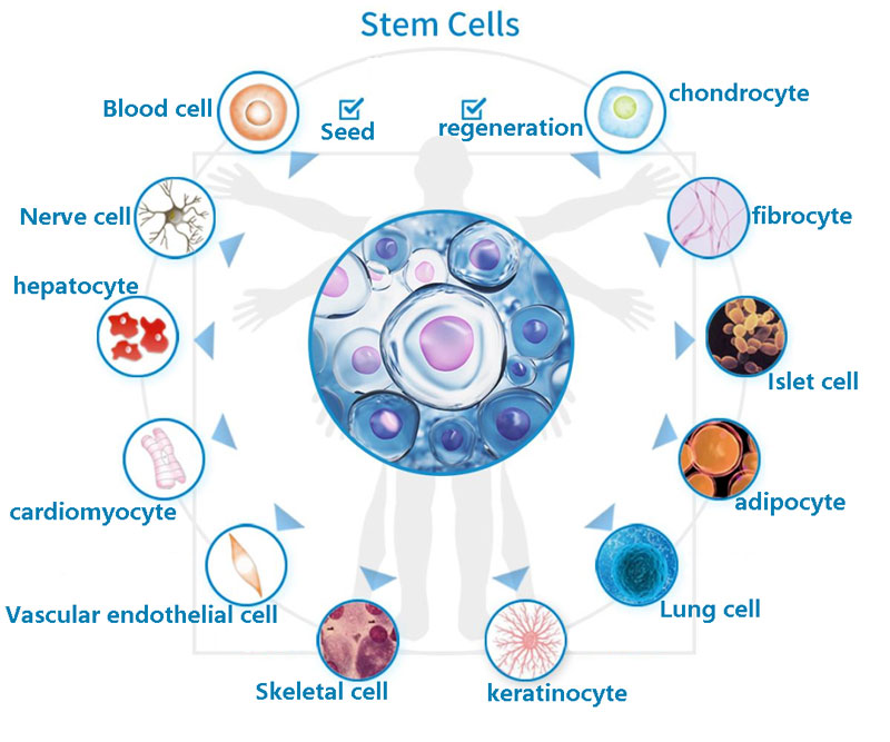 Stem Cells