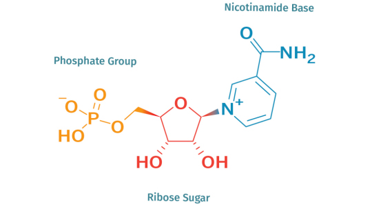Molecular structure diagram of NMN