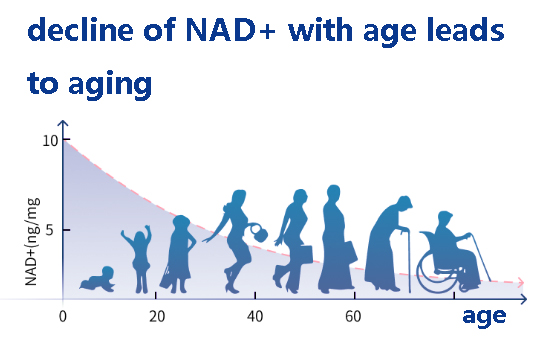 decline of NAD+ with age leads to aging