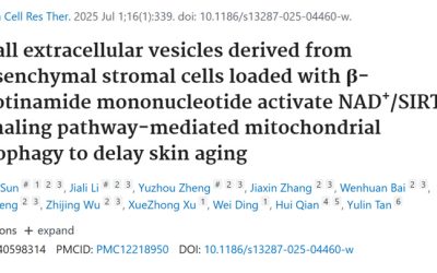 Small extracellular vesicles derived from mesenchymal stromal cells loaded with β-nicotinamide mononucleotide activate NAD+/SIRT3 signaling pathway-mediated mitochondrial autophagy to delay skin aging