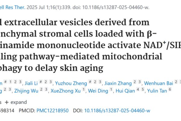 Exosomes carry NMN to rejuvenate skin Small extracellular vesicles derived from mesenchymal stromal cells loaded with β-nicotinamide mononucleotide activate NAD+/SIRT3 signaling pathway-mediated mitochondrial autophagy to delay skin aging