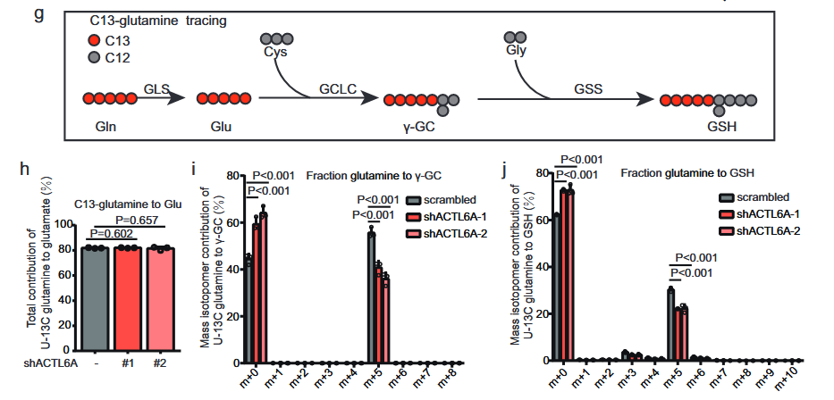 ACTL6A mainly affects synthesis of glutathione by up-regulating synthesis of γ -glutamyl cysteine