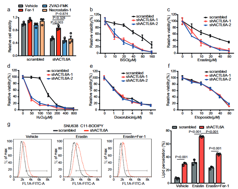 ACTL6A inhibits ferroptosis in gastric cancer cells
