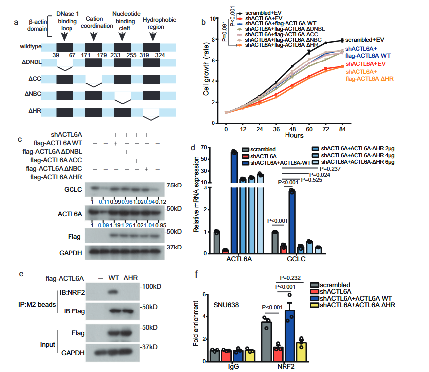 HR domain of ACTL6A is crucial in regulating GCLC and ferroapoptosis
