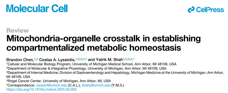Mitochondria-organelle crosstalk in establishing compartmentalized metabolic homeostasis