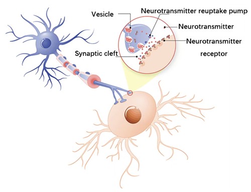Neurotransmitter receptor