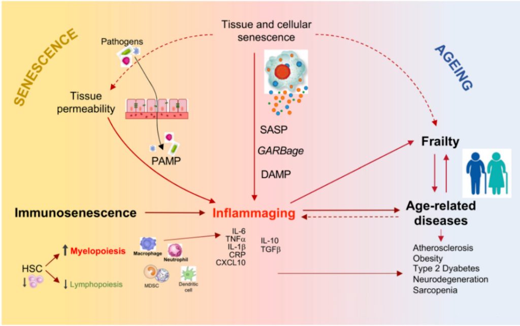 Inflammaging