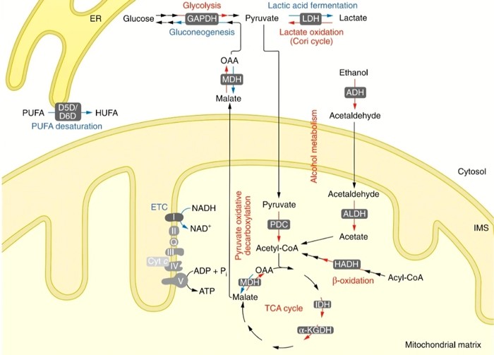 What is NAD+ homeostasis?
