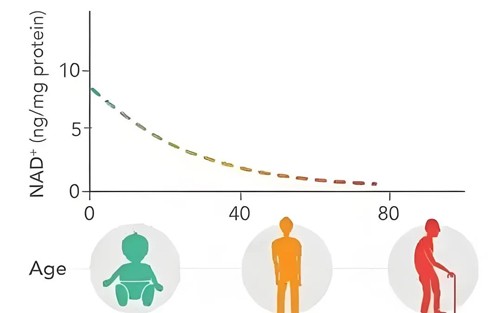 As one ages, the concentration of NAD+ in the body decreases, leading to a decline in energy production and cellular function.