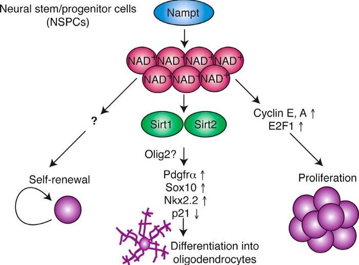 key role of NAD+ in diseases