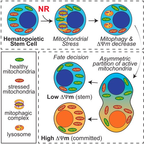Hematopoietic system