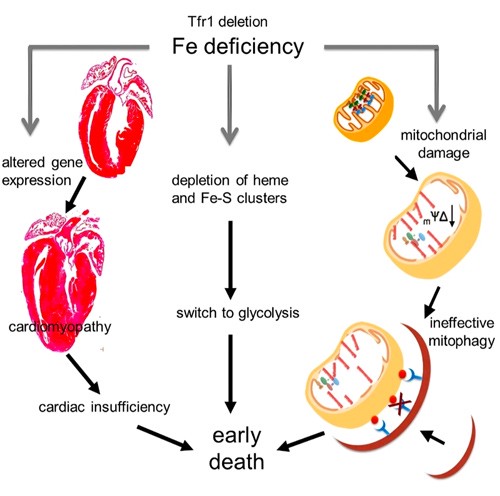 Cardiovascular system