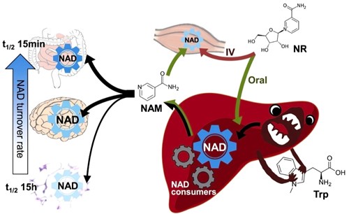 Unveiling NAD+ Invisible Guardian of Health and Disease