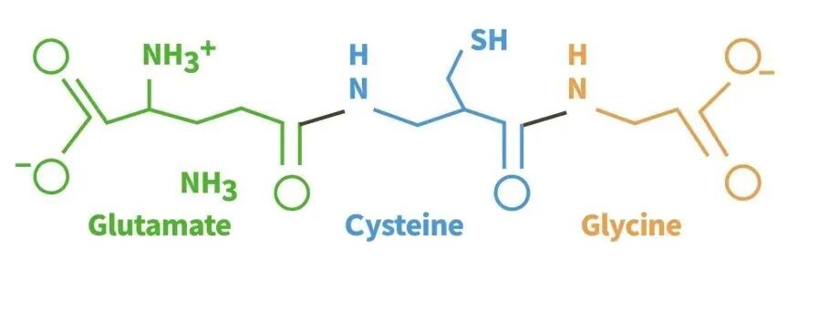 Glutathione is a tripeptide composed of glutamic acid, cysteine and glycine.