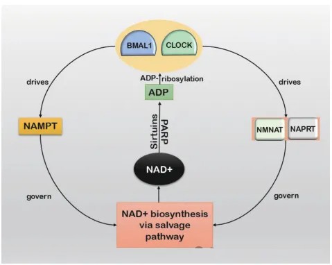 The expression and activity of enzymes involved in NAD+ biosynthesis and degradation affect the circadian rhythmic oscillations.