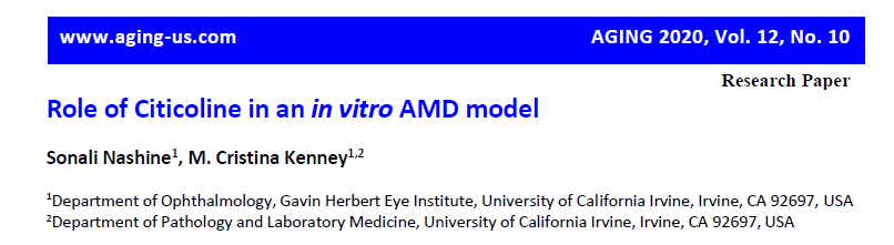 Role of Citicoline in an in vitro AMD model