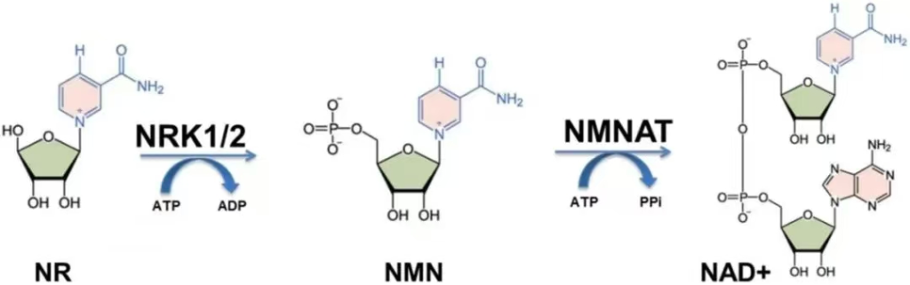 It has been confirmed that NR can increase the level of NAD+ in the central nervous system.