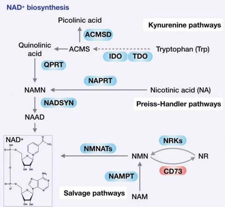 NAD+ biosynthesis