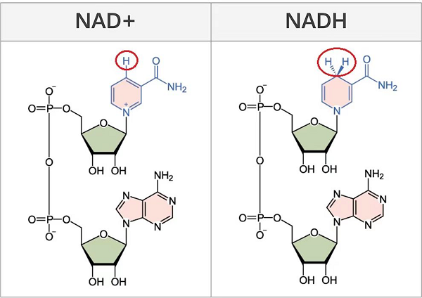 Is NAD+ you added effective?